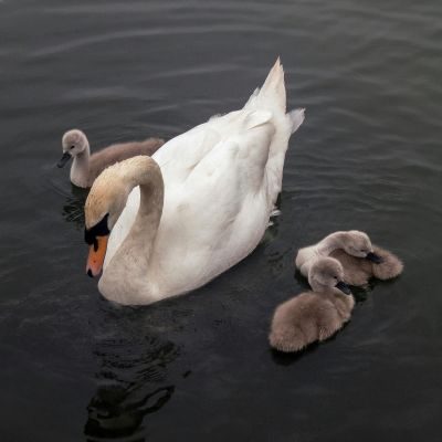 A Beginner’s Guide to Internal Family Systems Therapy