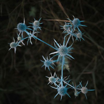 How Autism, ADHD and Trauma Overlap in Adults