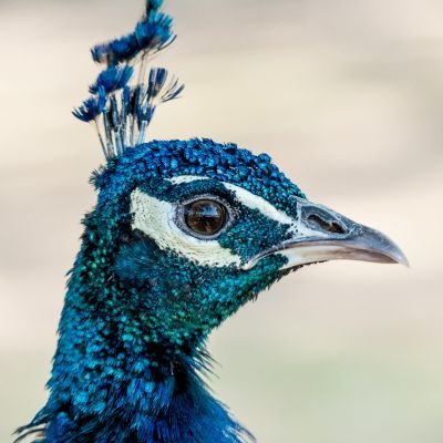 Online EMDR Therapy in the UK