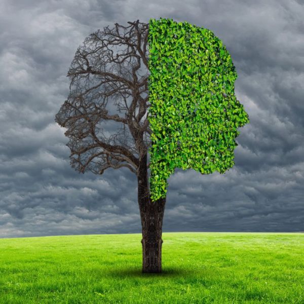 Philip Bruce Therapy -Trauma-informed Core Belief displayed on split Oak tree