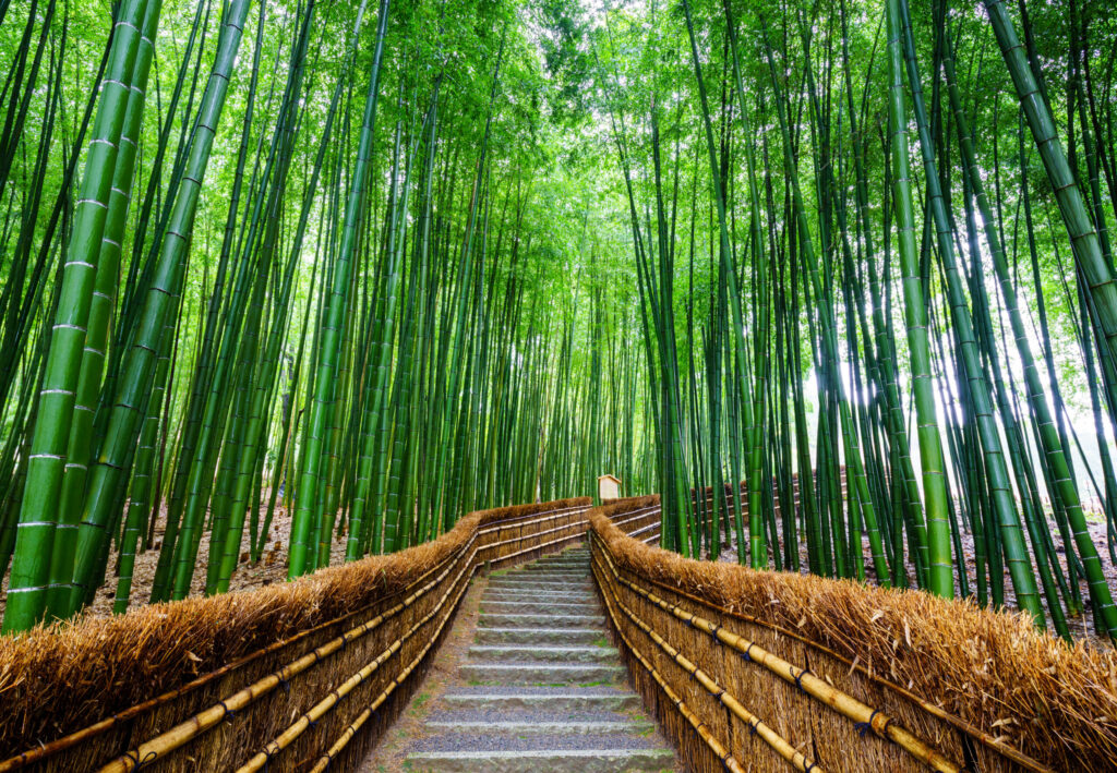 Stone steps through a green bamboo grove