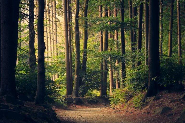 Quiet woodland path through tall green trees